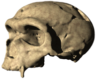 [image of Neanderthal skull]