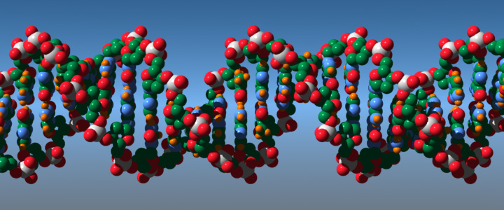 [image of a section of DNA]